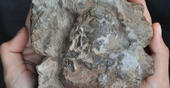  Professor Octavio Mateus reveals the oldest crocodilomorph fossil eggs in the w