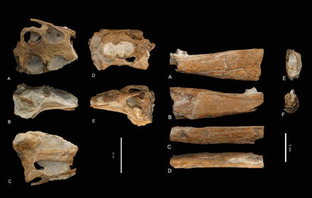 the oldest known fossil crocodile 