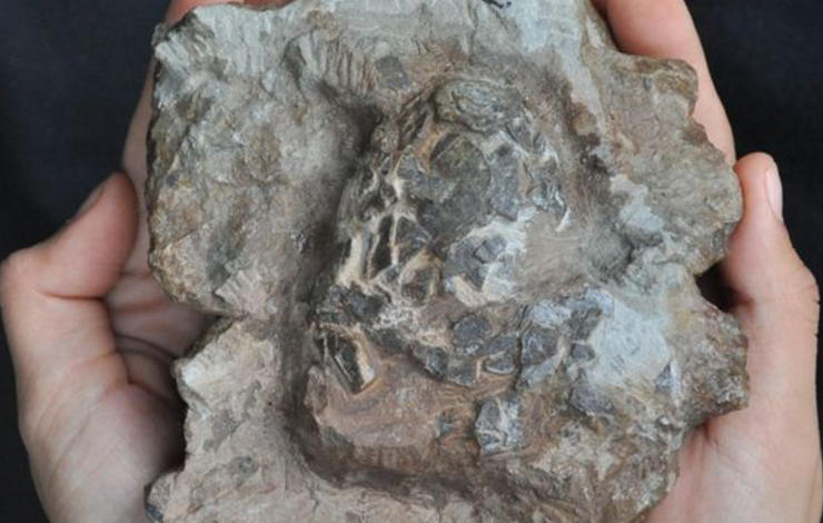  Professor Octavio Mateus reveals the oldest crocodilomorph fossil eggs in the w