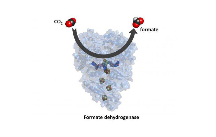 Investigadores da NOVA identificam proteína que reduz CO2 na atmosfera |  NOVA School of Science and Technology | FCT NOVA