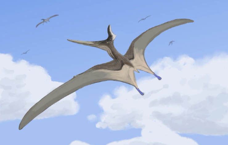 PTERODÁCTILO ENCONTRADO VIVO NA AFRICA (KONGAMATO O RÉPTIL VOADOR