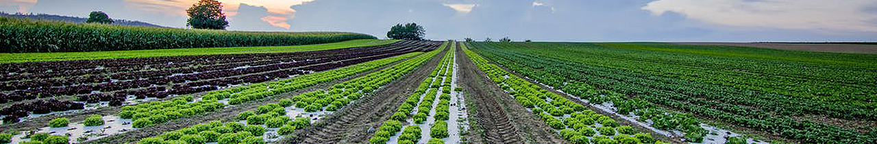 Diploma de Estudos Pós-Graduados em Tecnologias de Sistemas Alimentares e Recurs